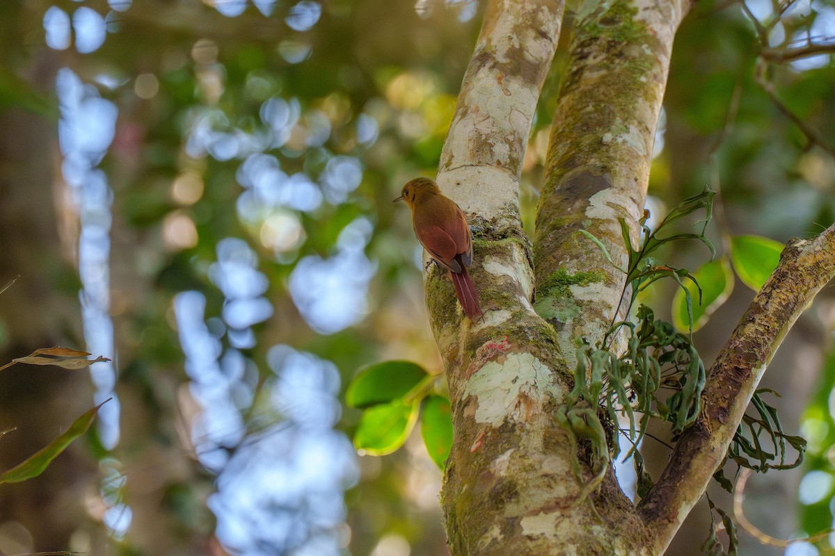Olivaceous Woodcreeper - ML646127444