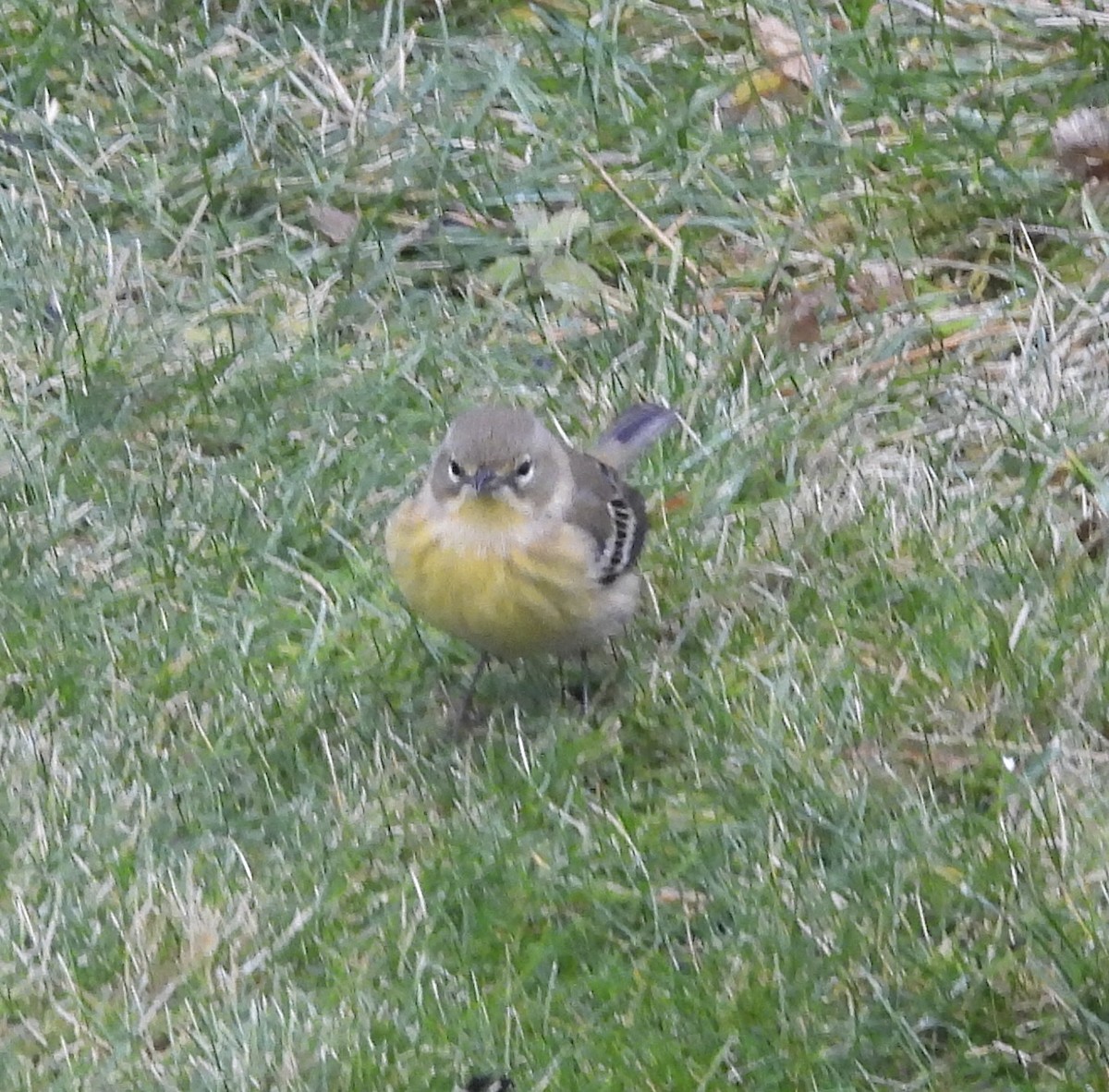 Pine Warbler - ML646127445