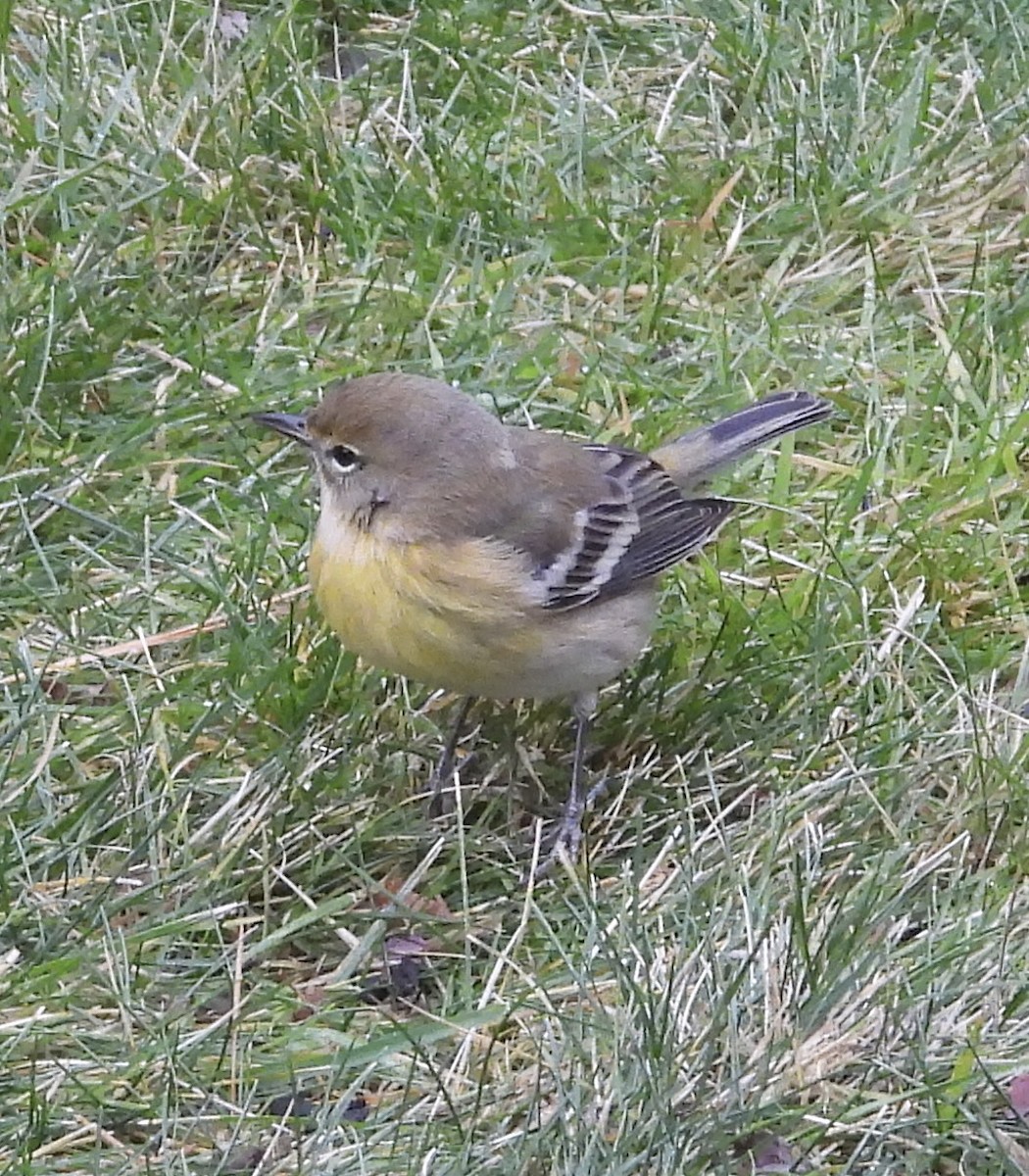 Pine Warbler - ML646127446