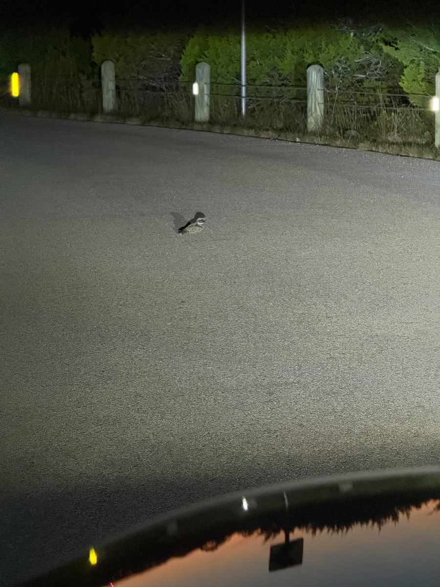 Common Poorwill - ML646127453