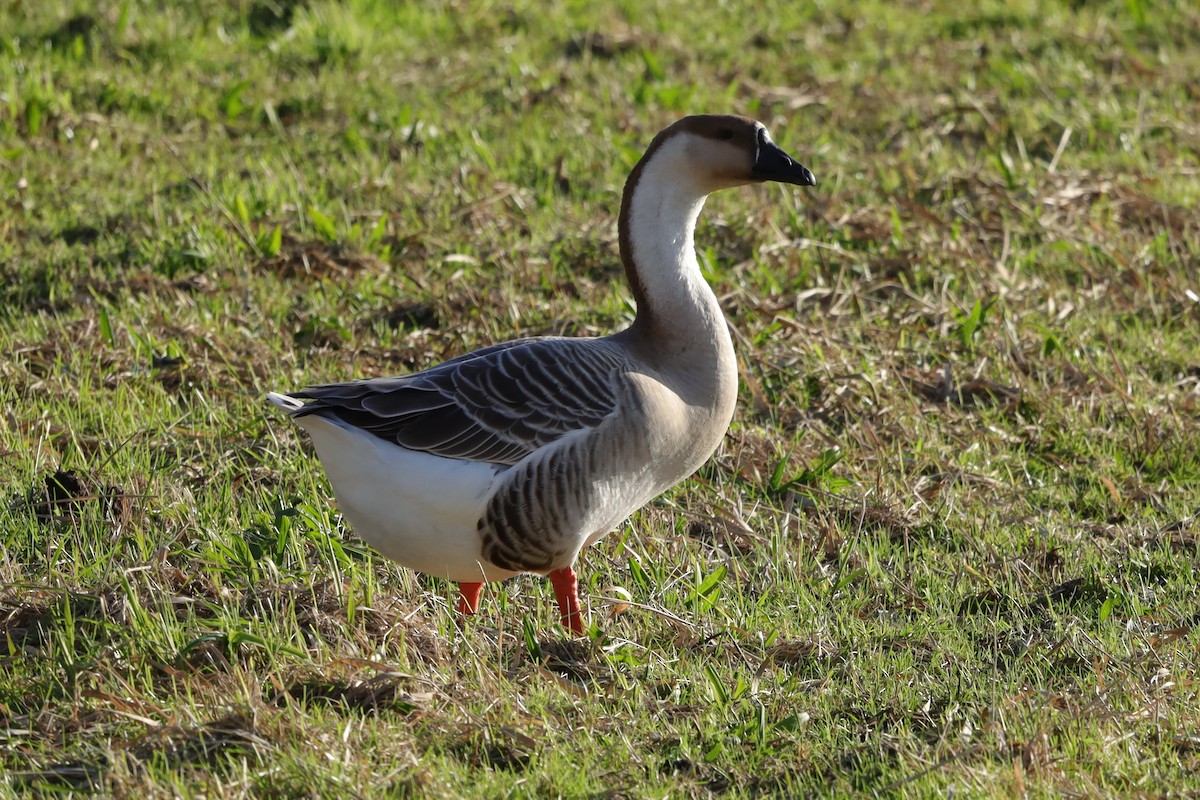 Гуска китайська (свійська) - ML646127457