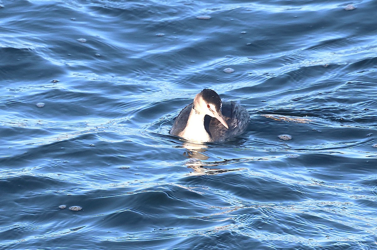 Great Crested Grebe - ML646127458