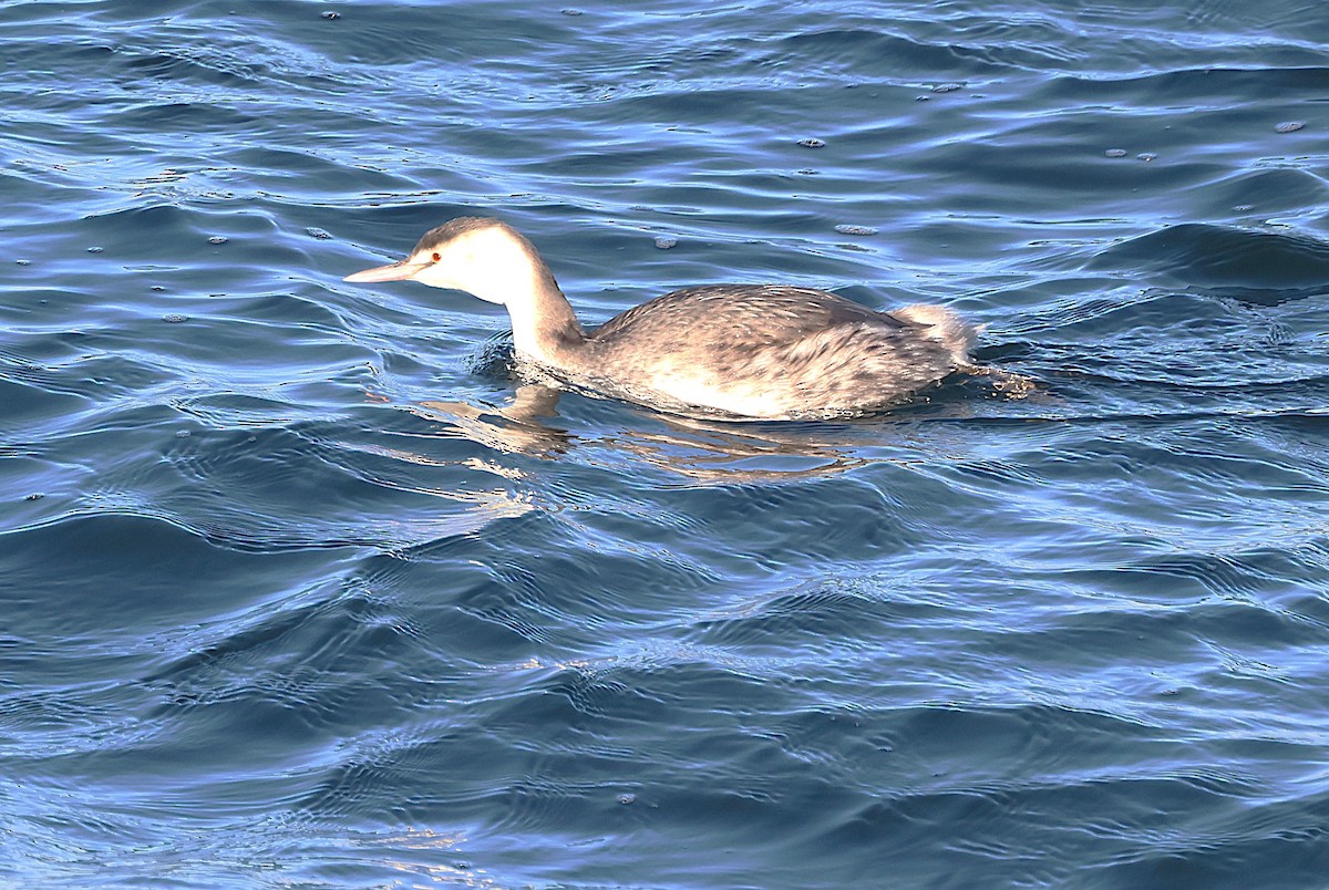 Great Crested Grebe - ML646127459