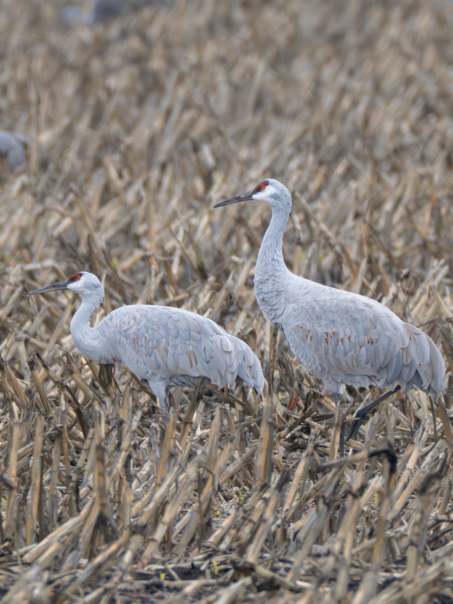 Kanada Turnası - ML646127462