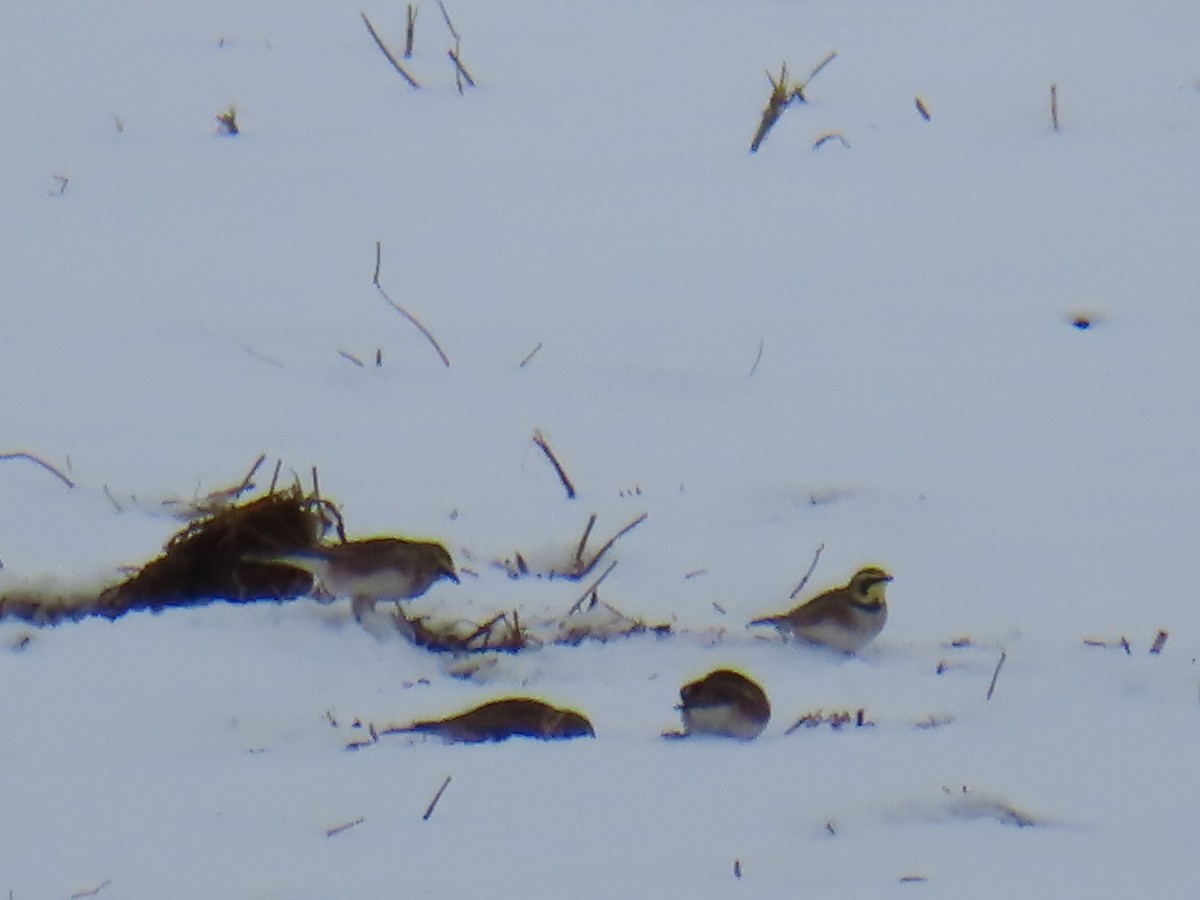 Kulaklı Toygar - ML646127463