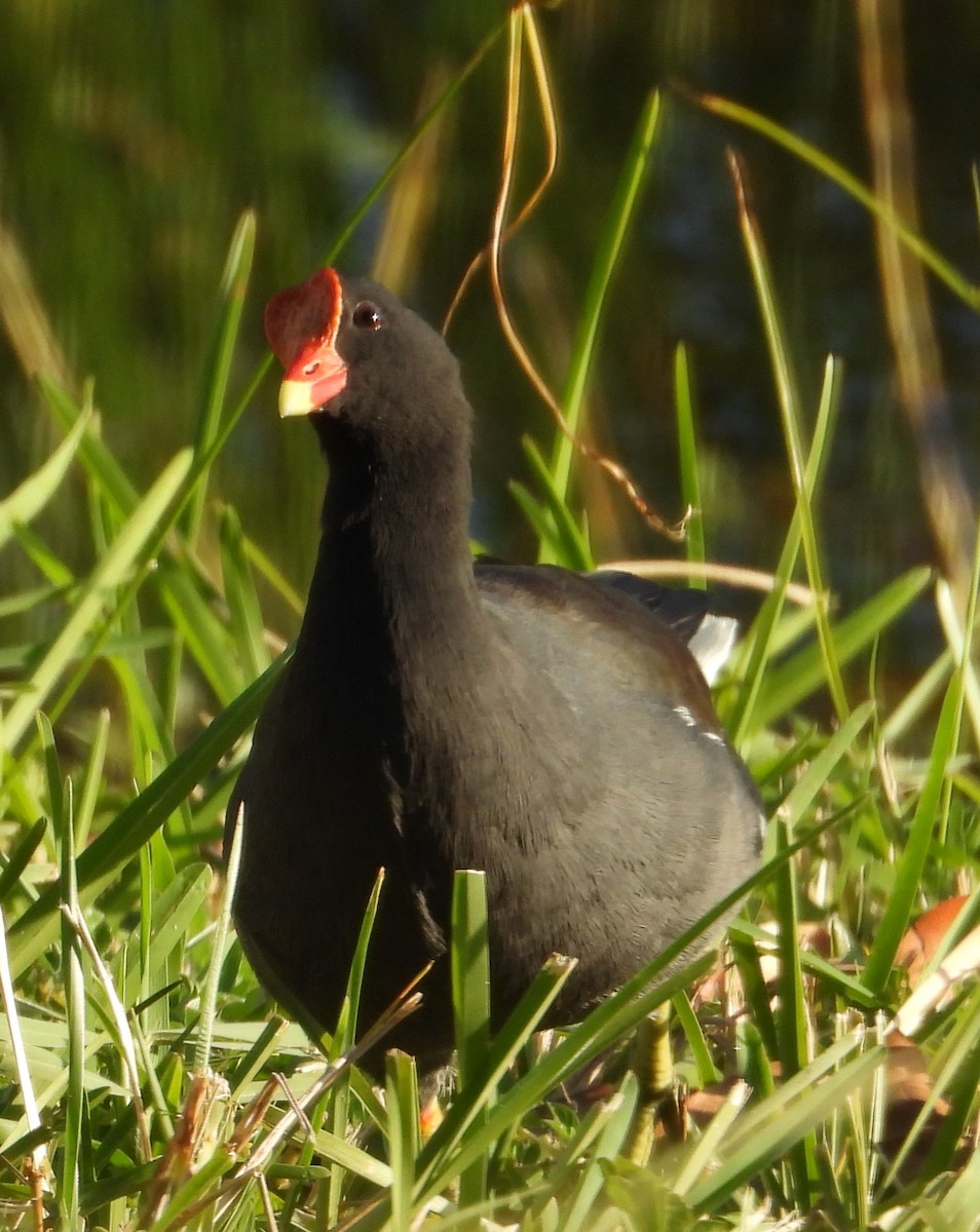 Amerika Sutavuğu - ML646127464