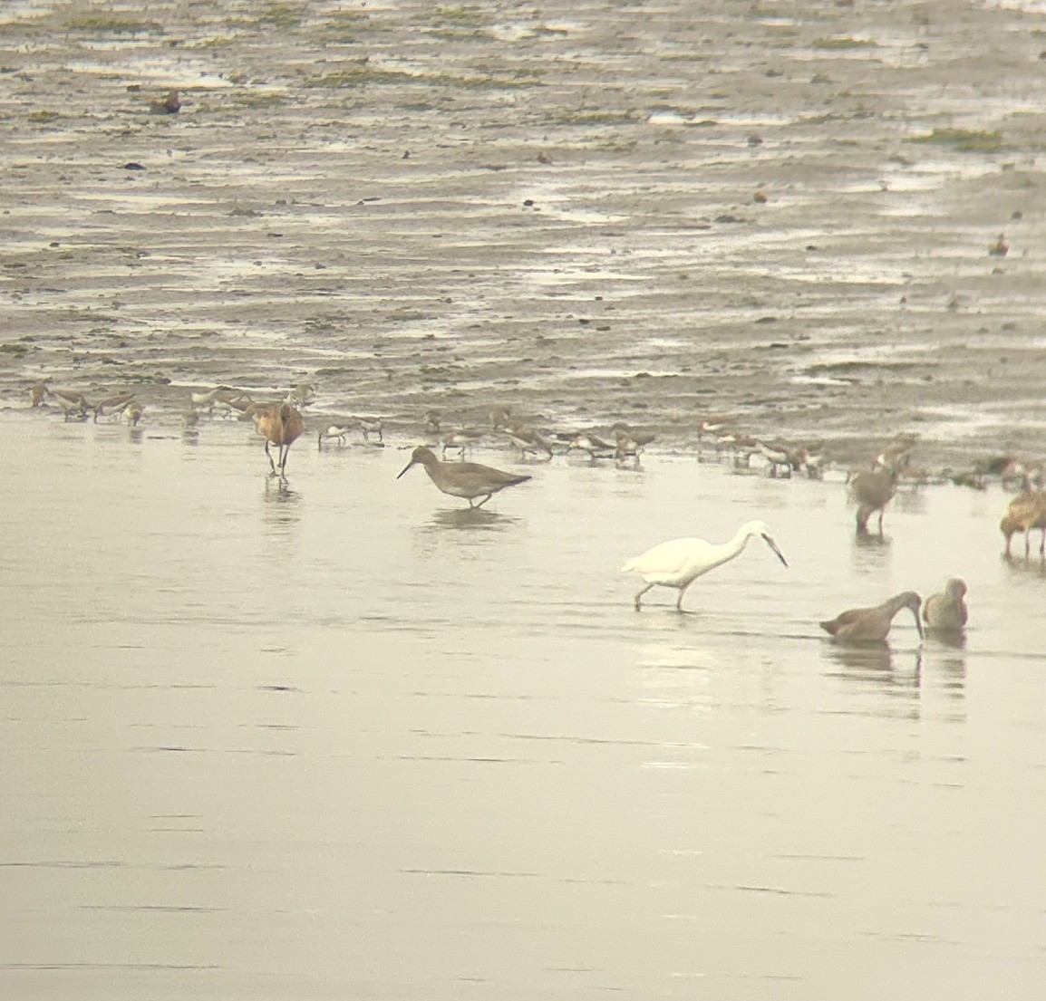 Little Blue Heron - ML646127465