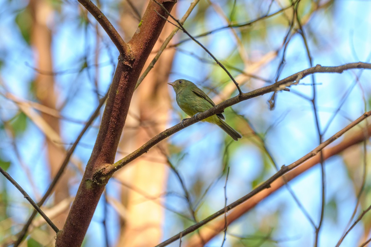 Serra Do Mar Manakini - ML646127466
