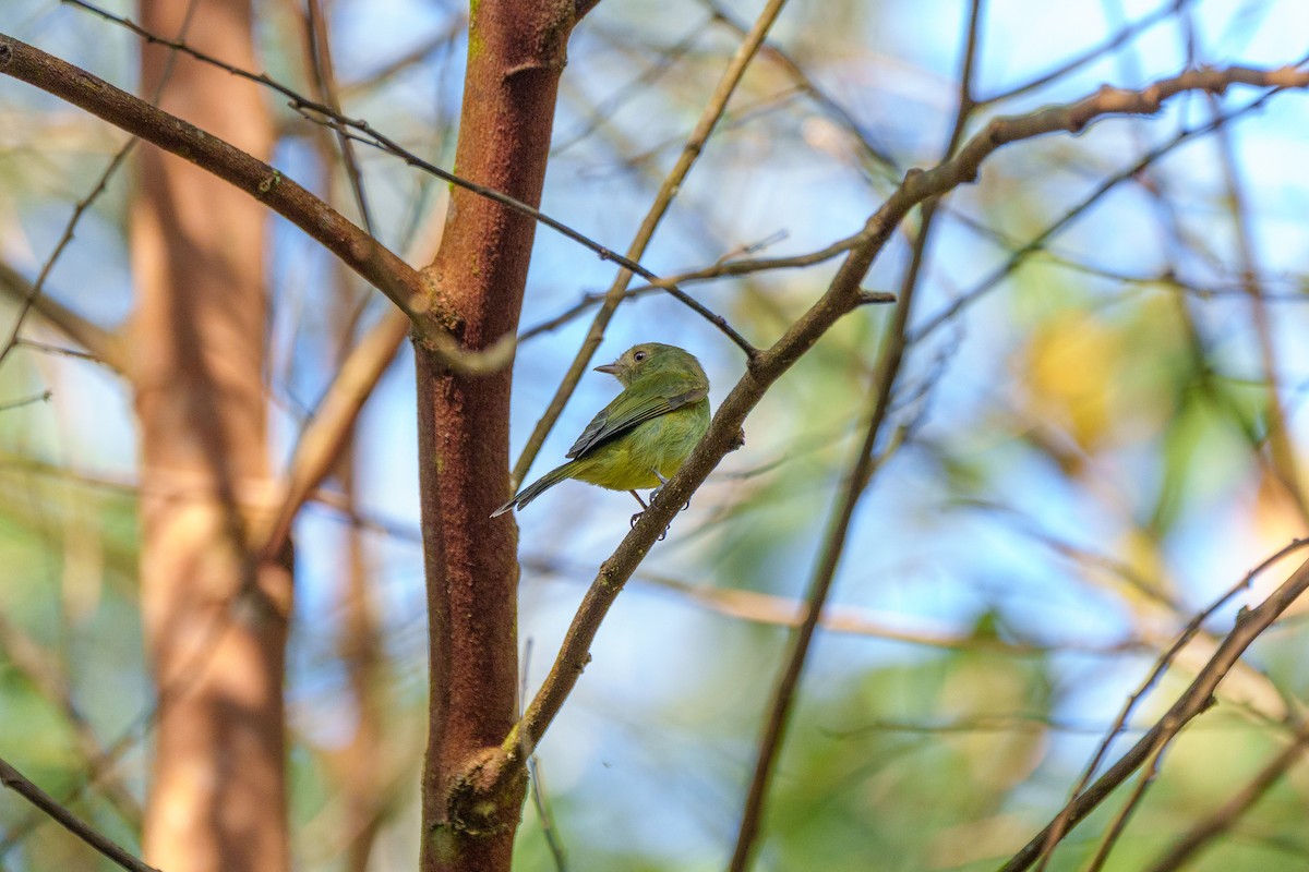 Serra Do Mar Manakini - ML646127467