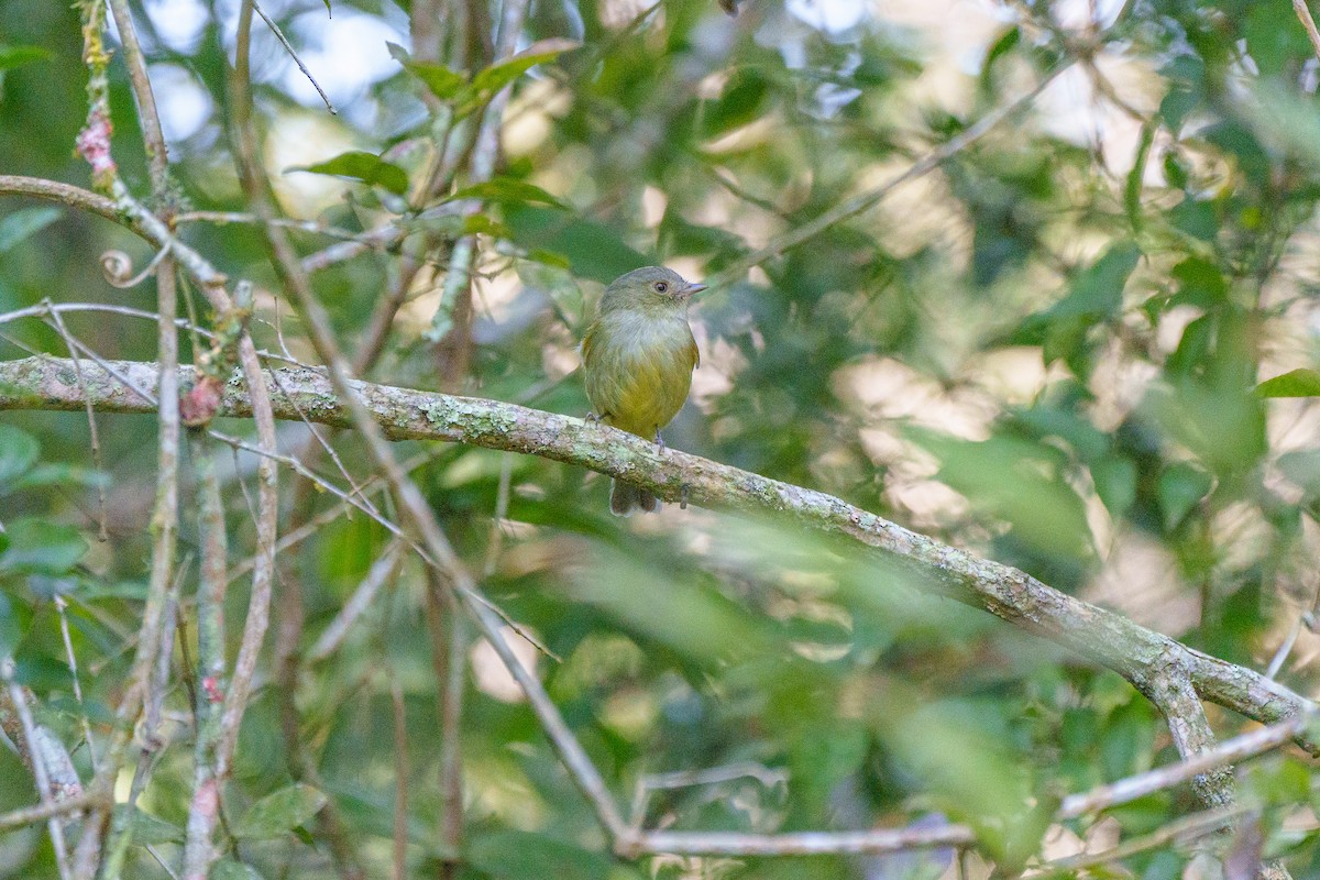 Serra Do Mar Manakini - ML646127468