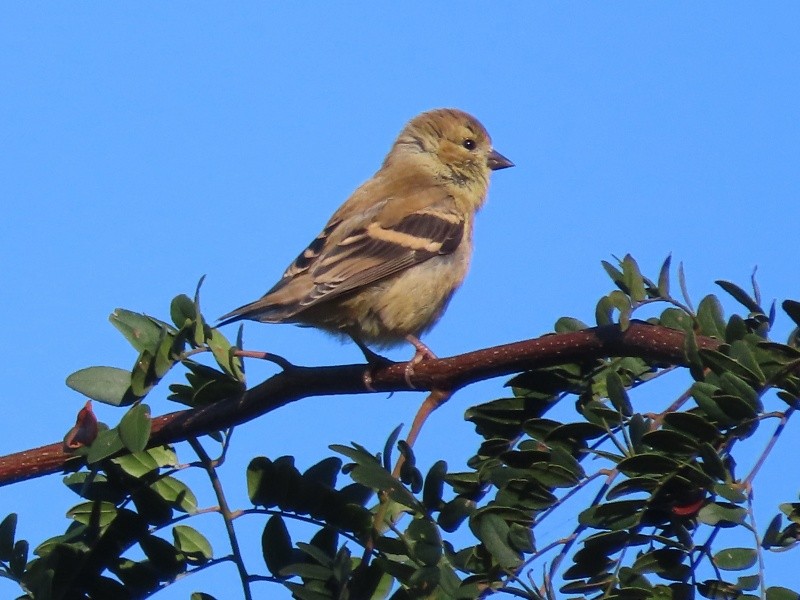 Altın İskete - ML646127469