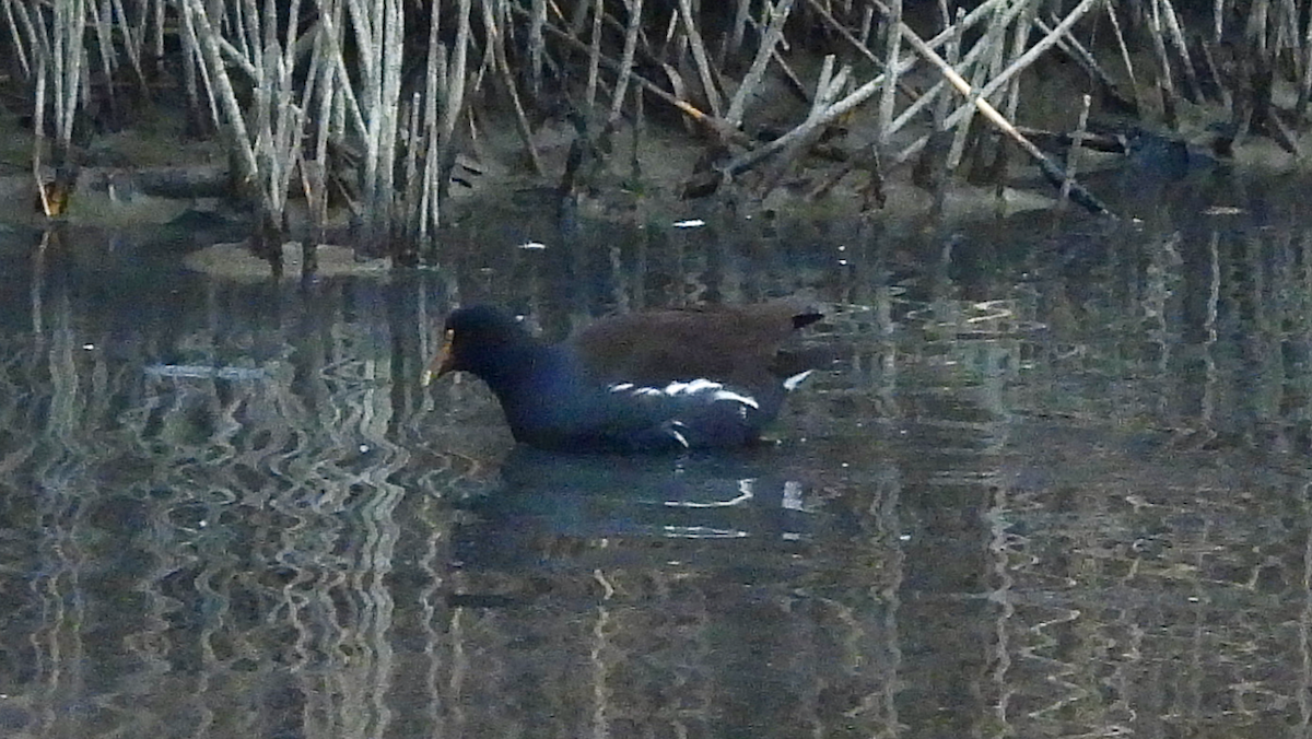 Amerika Sutavuğu - ML646127470