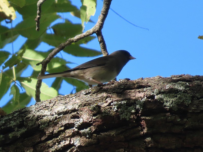 Kara Gözlü Junko - ML646127471
