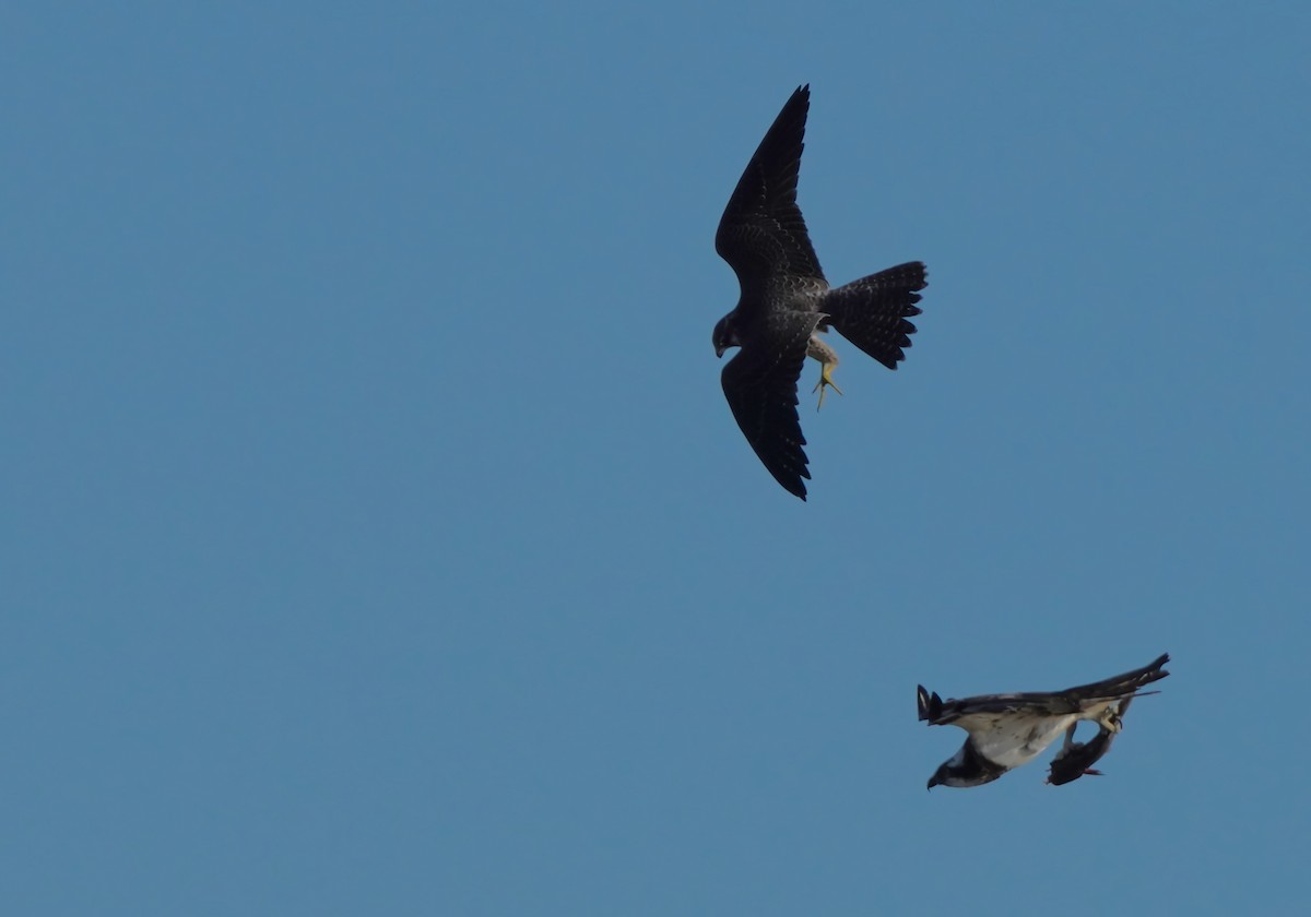 Şahin - ML646127472