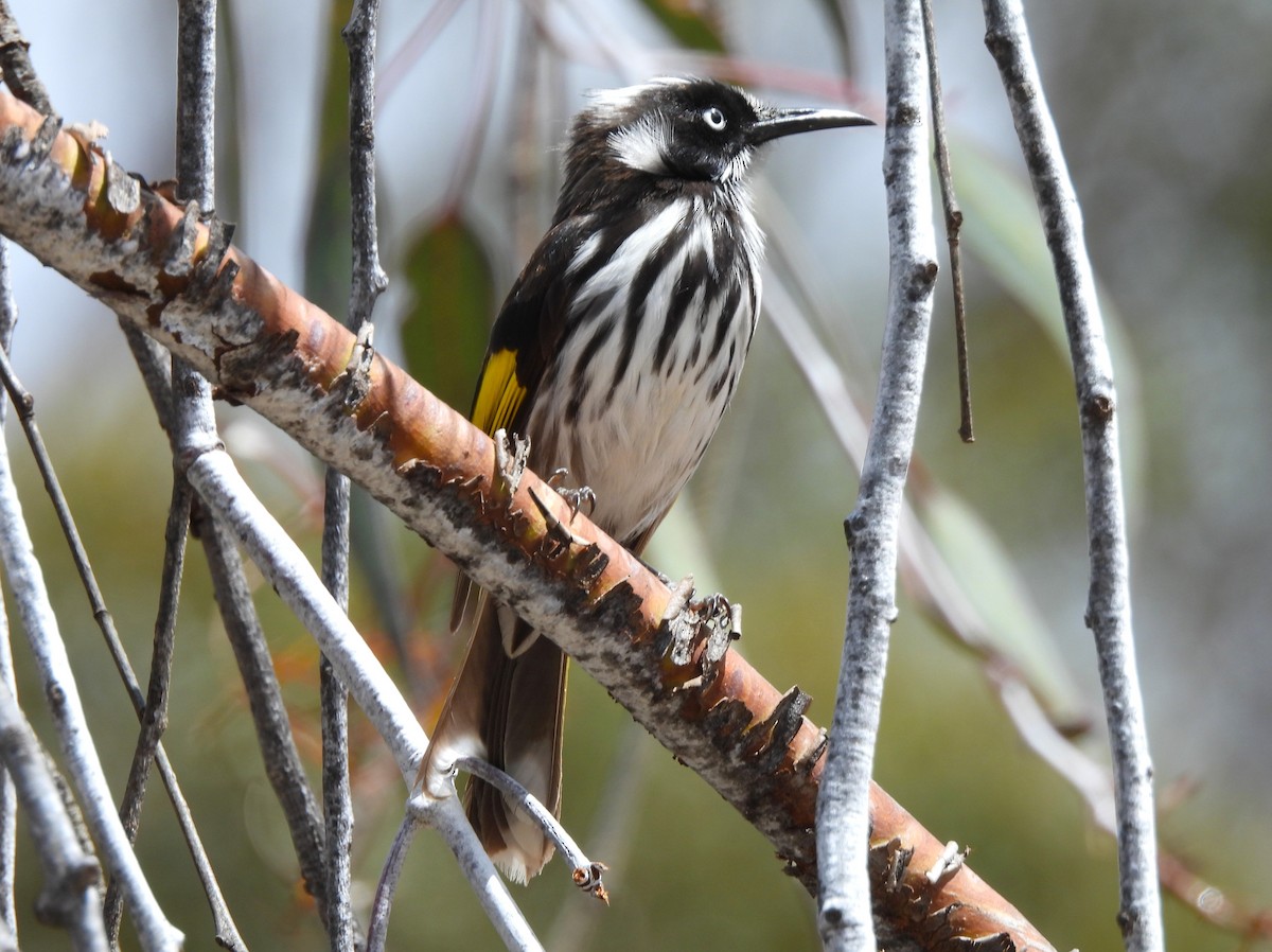 Yeni Hollanda Balkuşu - ML646127474