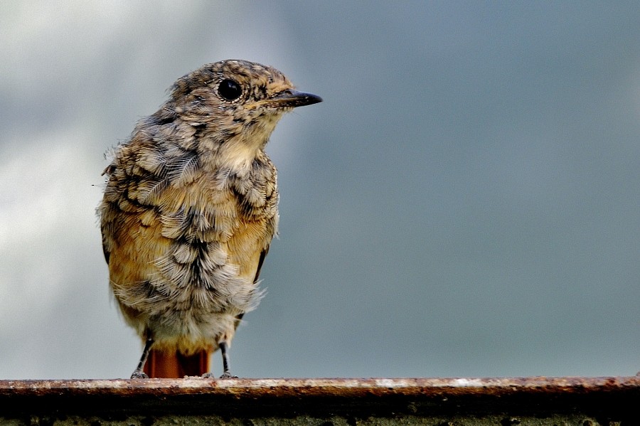 Kızılkuyruk - ML646127475