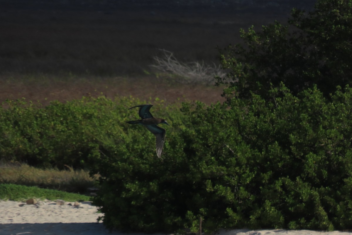 Kara Sümsük - ML646127476