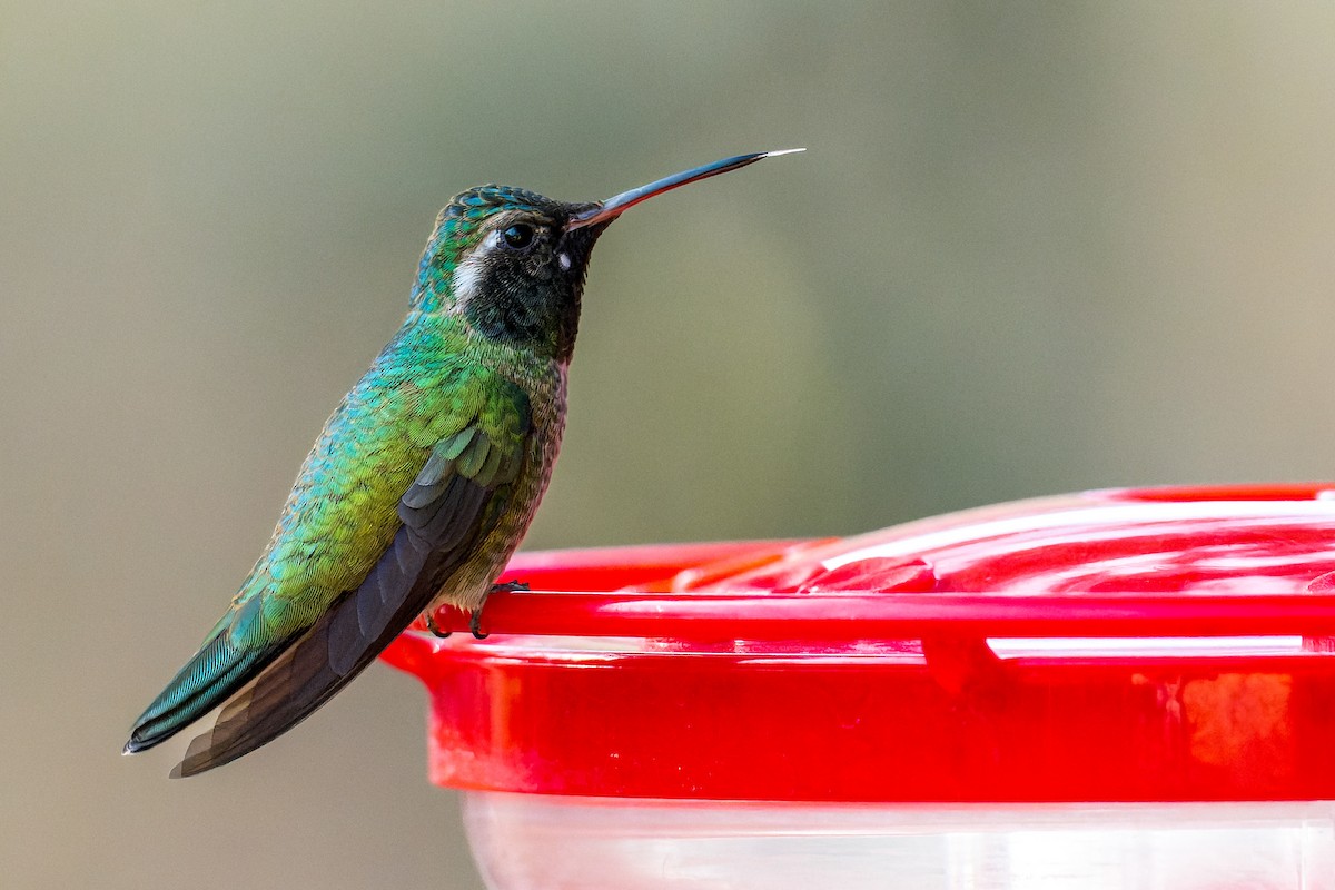 Geniş Kuyruklu x Ak Kulaklı Kolibri - ML646127477