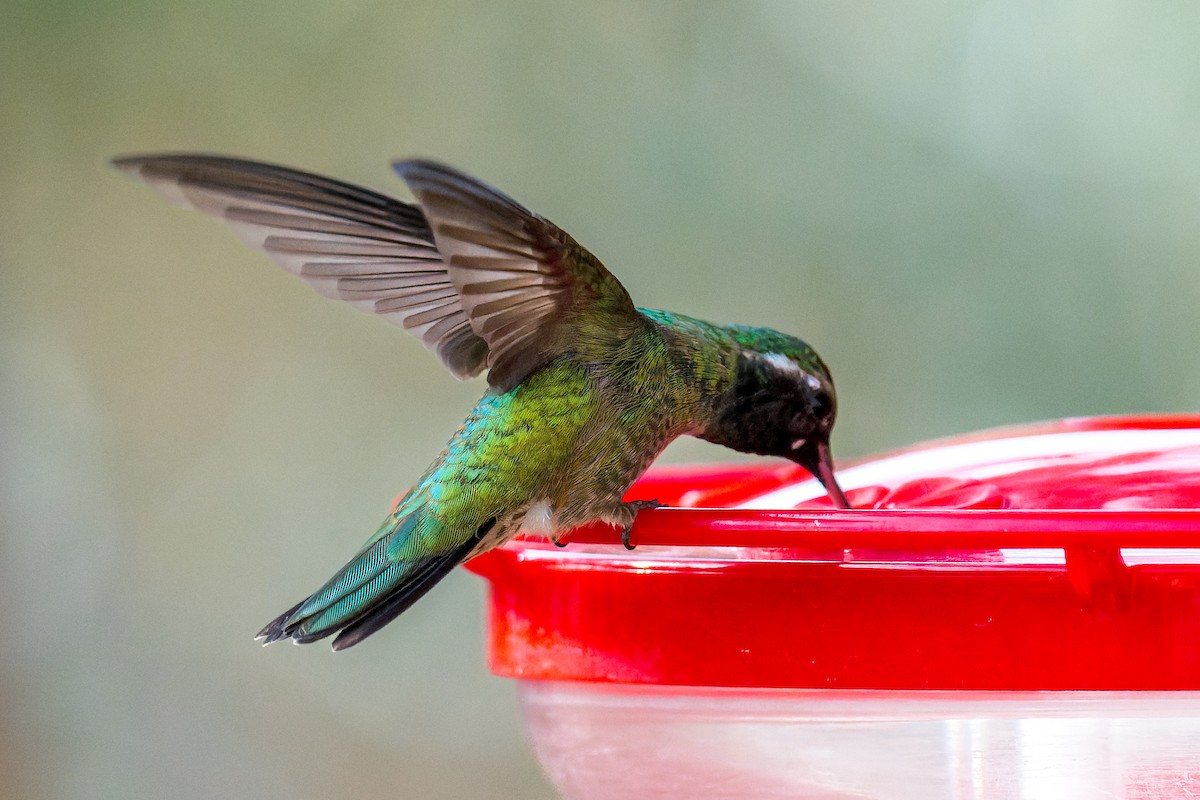 Geniş Kuyruklu x Ak Kulaklı Kolibri - ML646127478