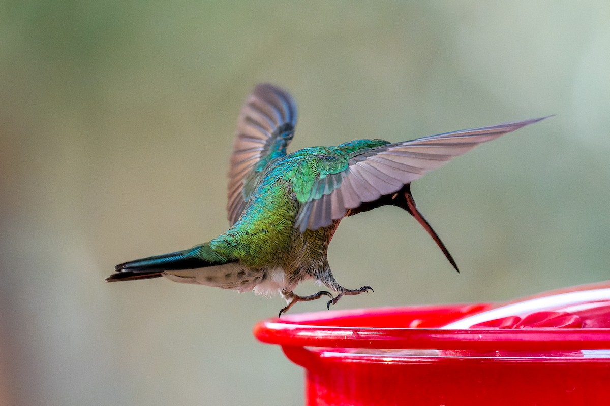 Geniş Kuyruklu x Ak Kulaklı Kolibri - ML646127479