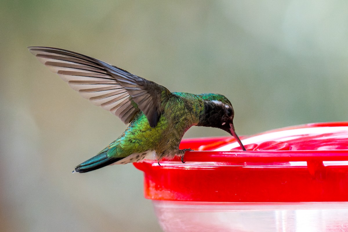 Geniş Kuyruklu x Ak Kulaklı Kolibri - ML646127480