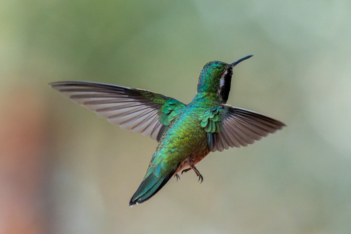 Geniş Kuyruklu x Ak Kulaklı Kolibri - ML646127481