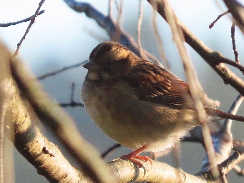 Ak Boğazlı Serçe - ML646127482