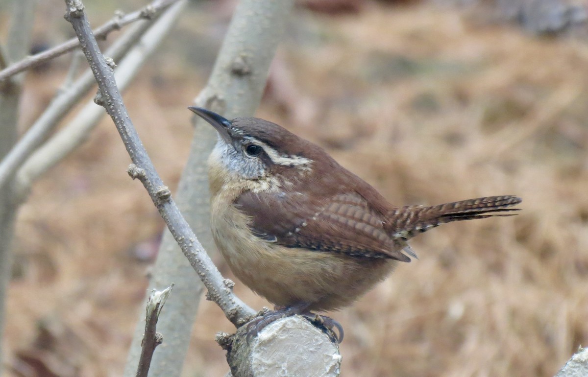 Karolina Çıtkuşu - ML646127483