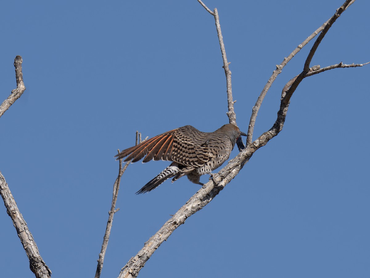 Altın Ağaçkakan - ML646127485