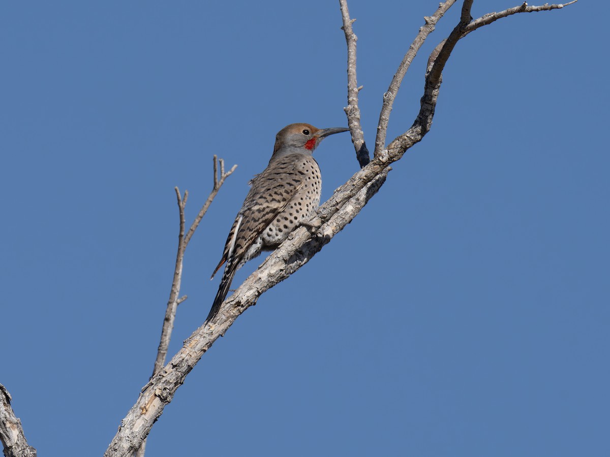 Altın Ağaçkakan - ML646127486