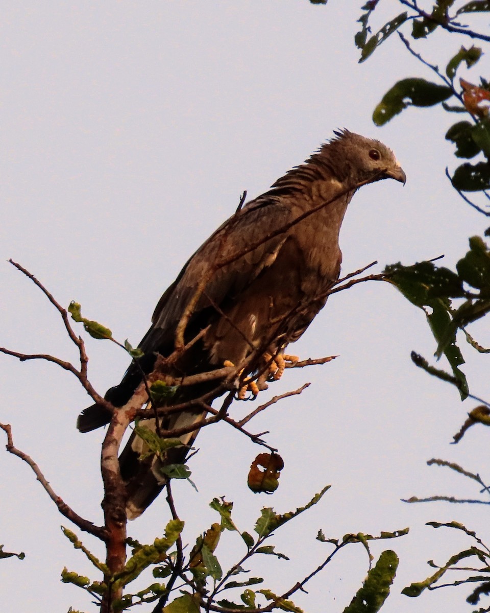 Tepeli Arı Şahini - ML646127490