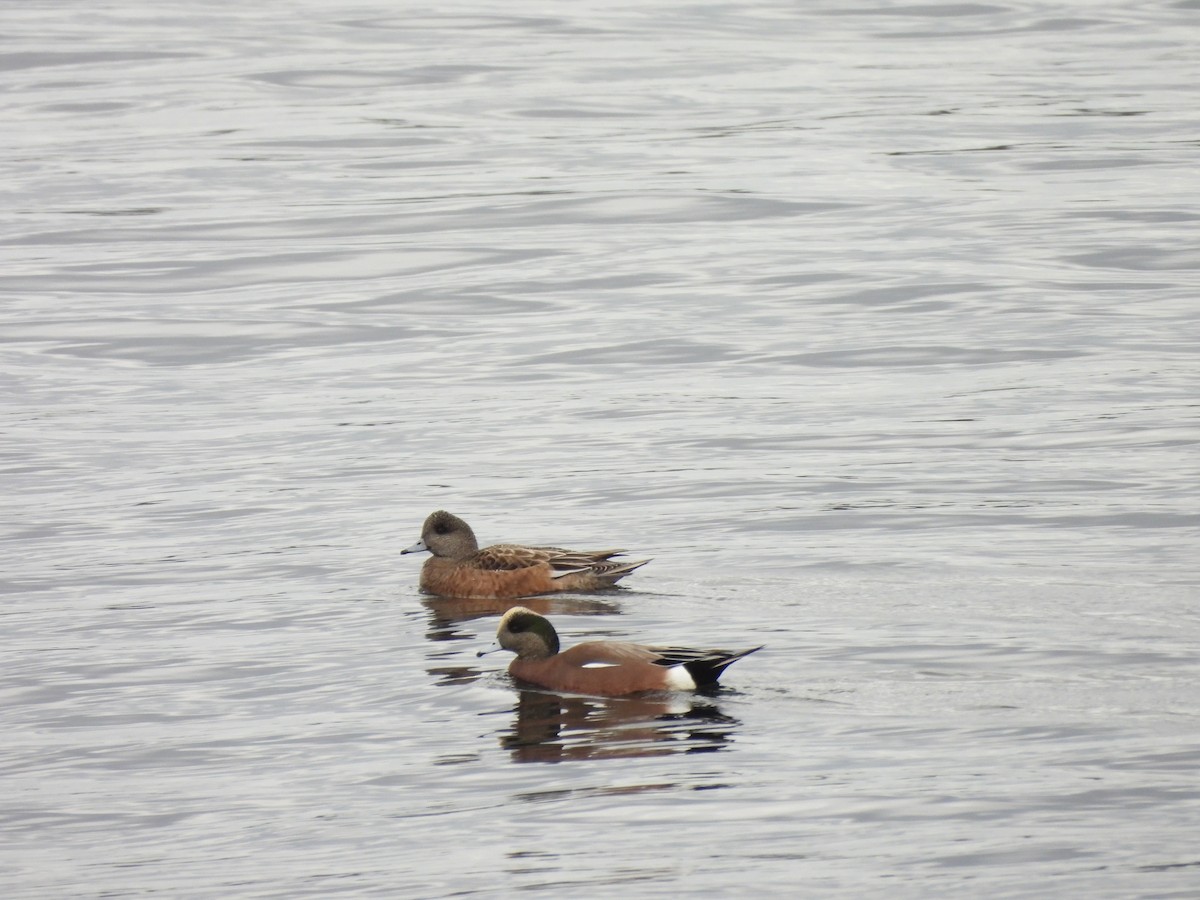 Amerika Fiyusu - ML646127491