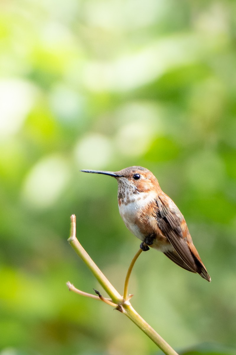 Kızıl Sırtlı Kolibri - ML646127492