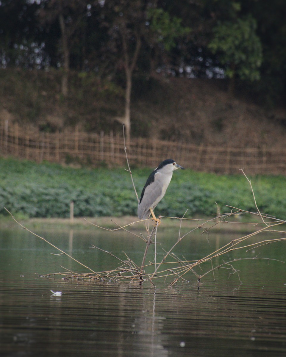Black-crowned Night Heron - ML646127493