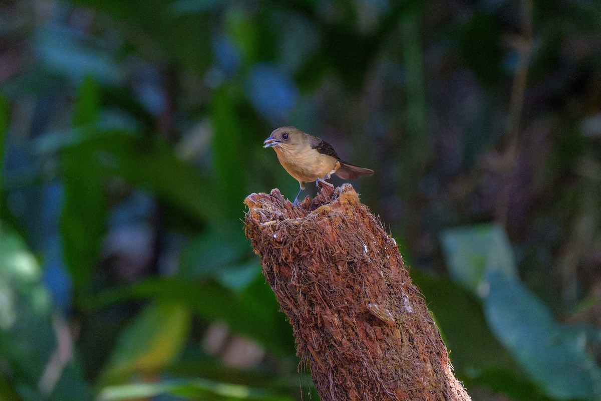 Black-goggled Tanager - ML646127495