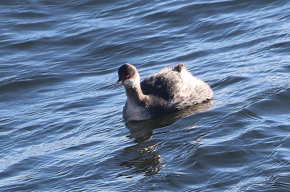 Eared Grebe - ML646127496