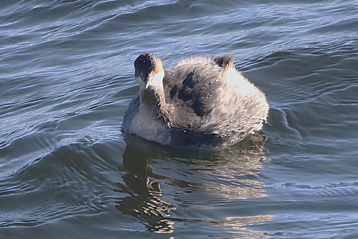 Eared Grebe - ML646127497