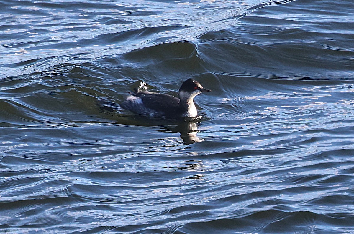 Eared Grebe - ML646127498