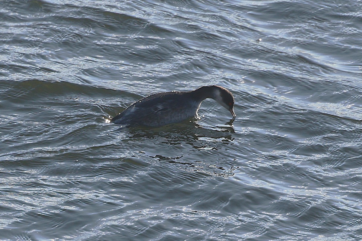 Eared Grebe - ML646127499