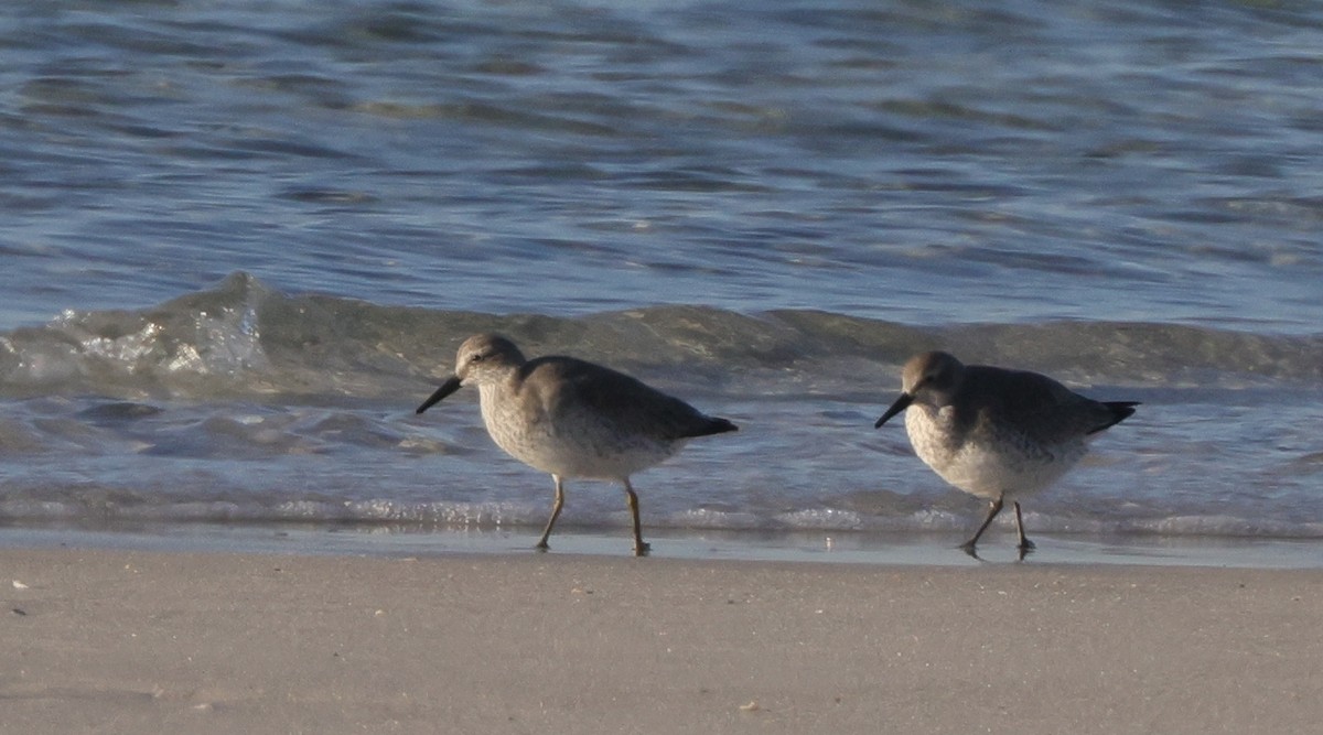 Red Knot - ML646127500