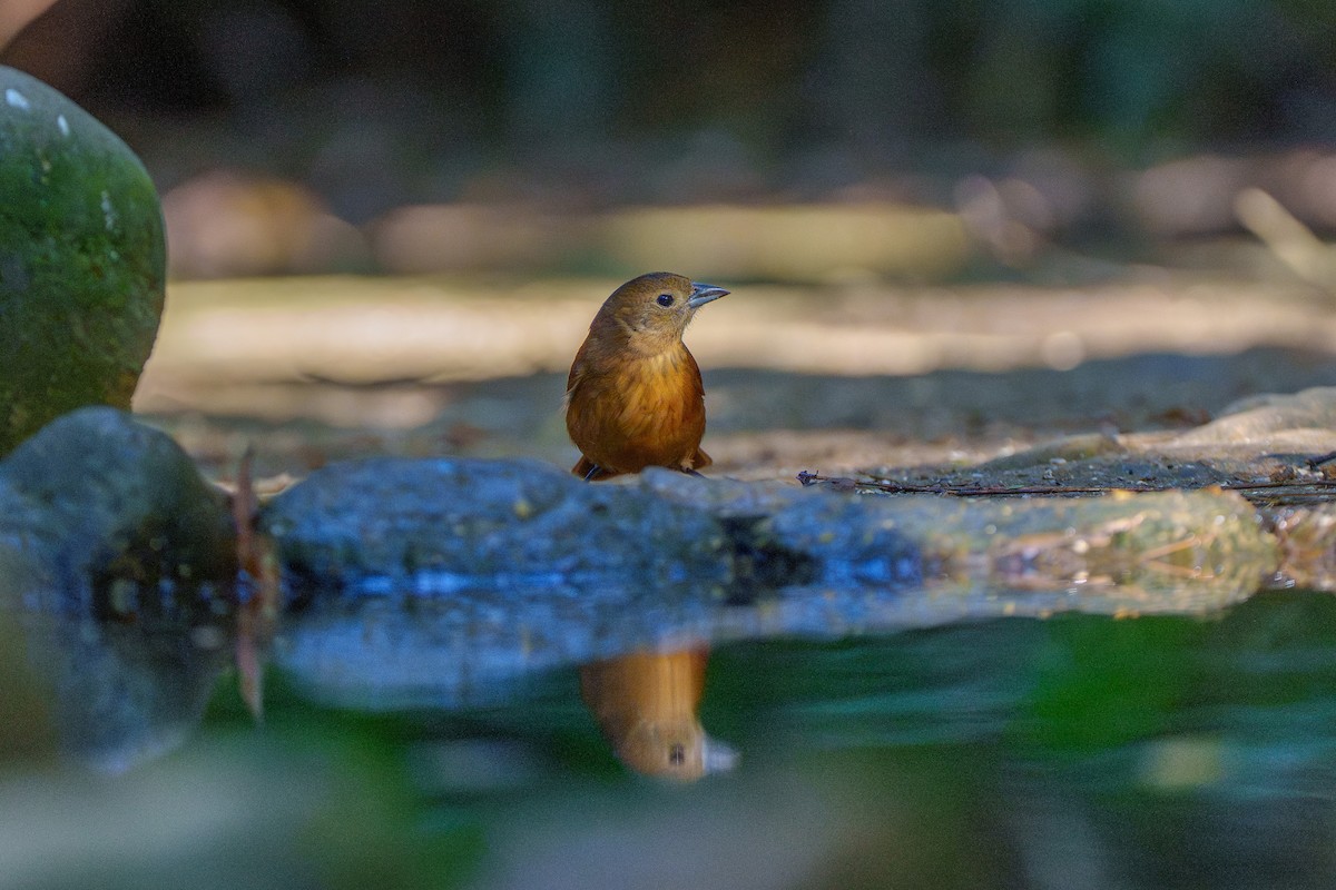 Ruby-crowned Tanager - ML646127506