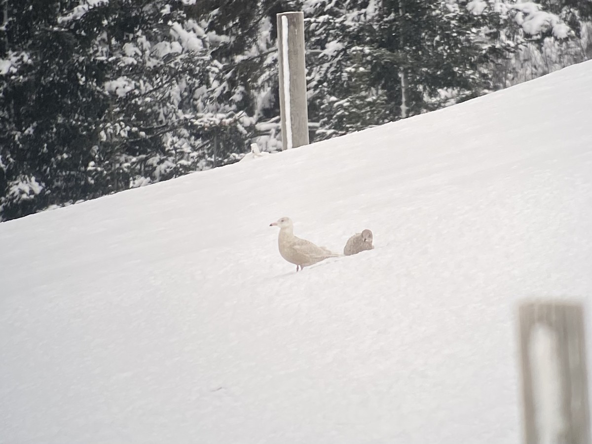 Glaucous Gull - ML646127520