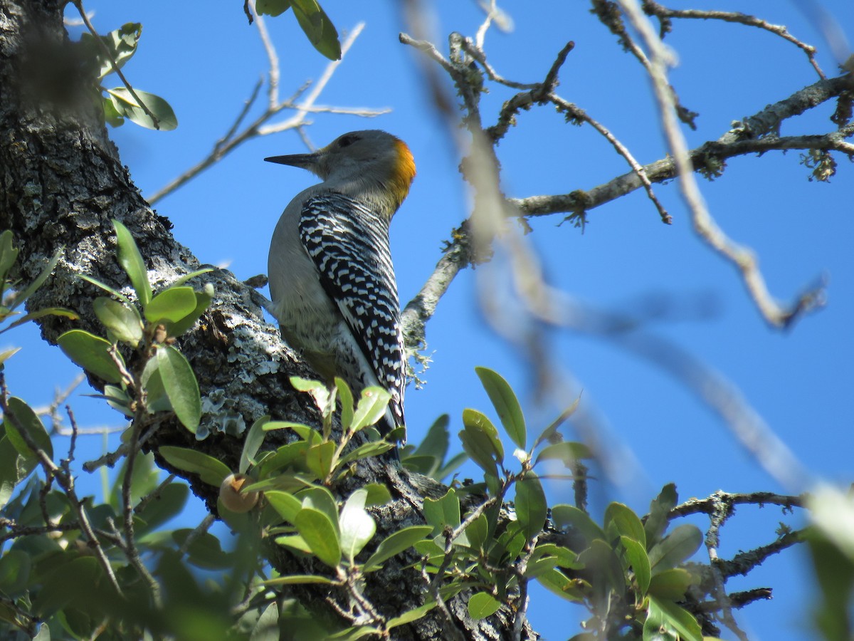 Golden-fronted Woodpecker - ML646127529