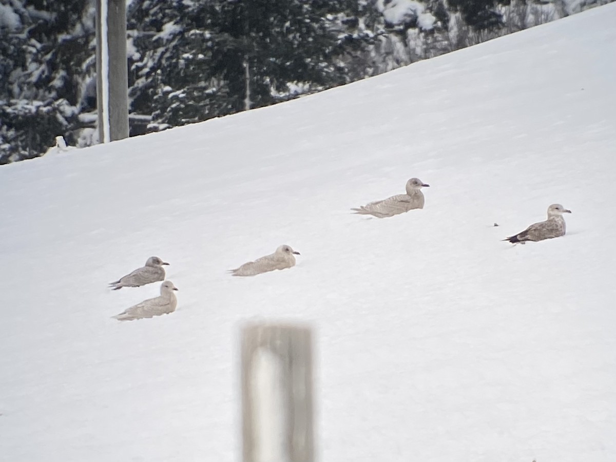 Iceland Gull - ML646127532