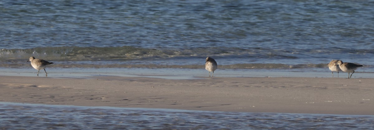 Red Knot - ML646127534
