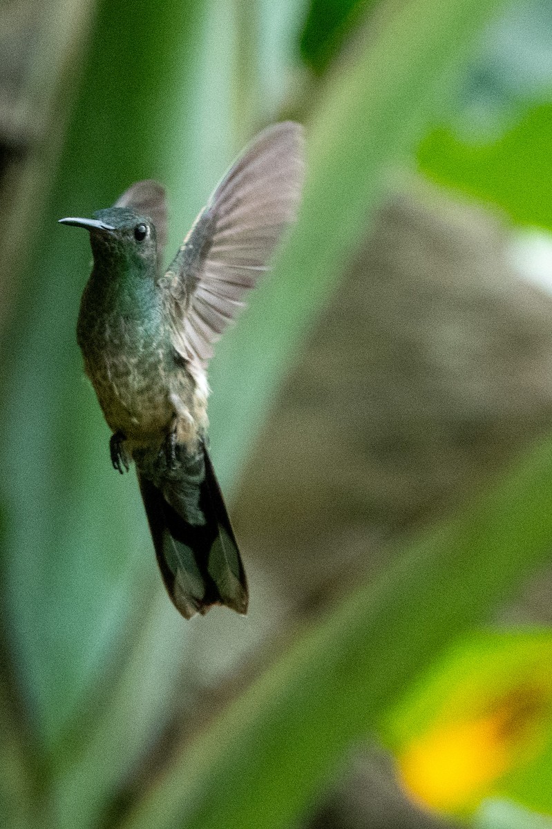 skjellbrystkolibri - ML646127540