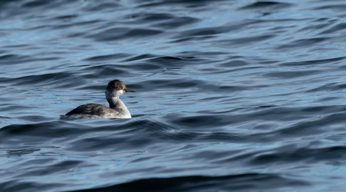 Eared Grebe - ML646127543