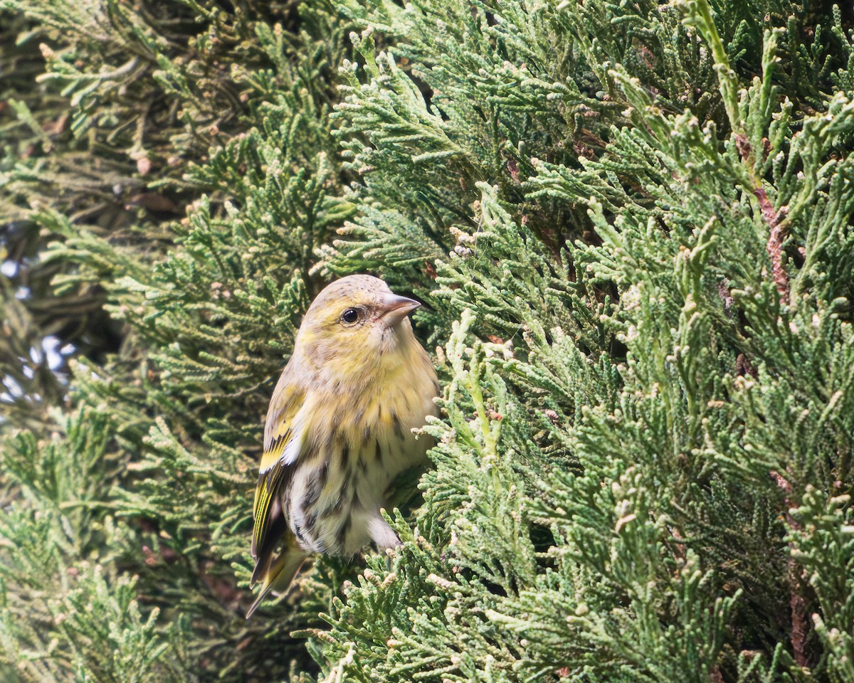 Eurasian Siskin - ML646127544