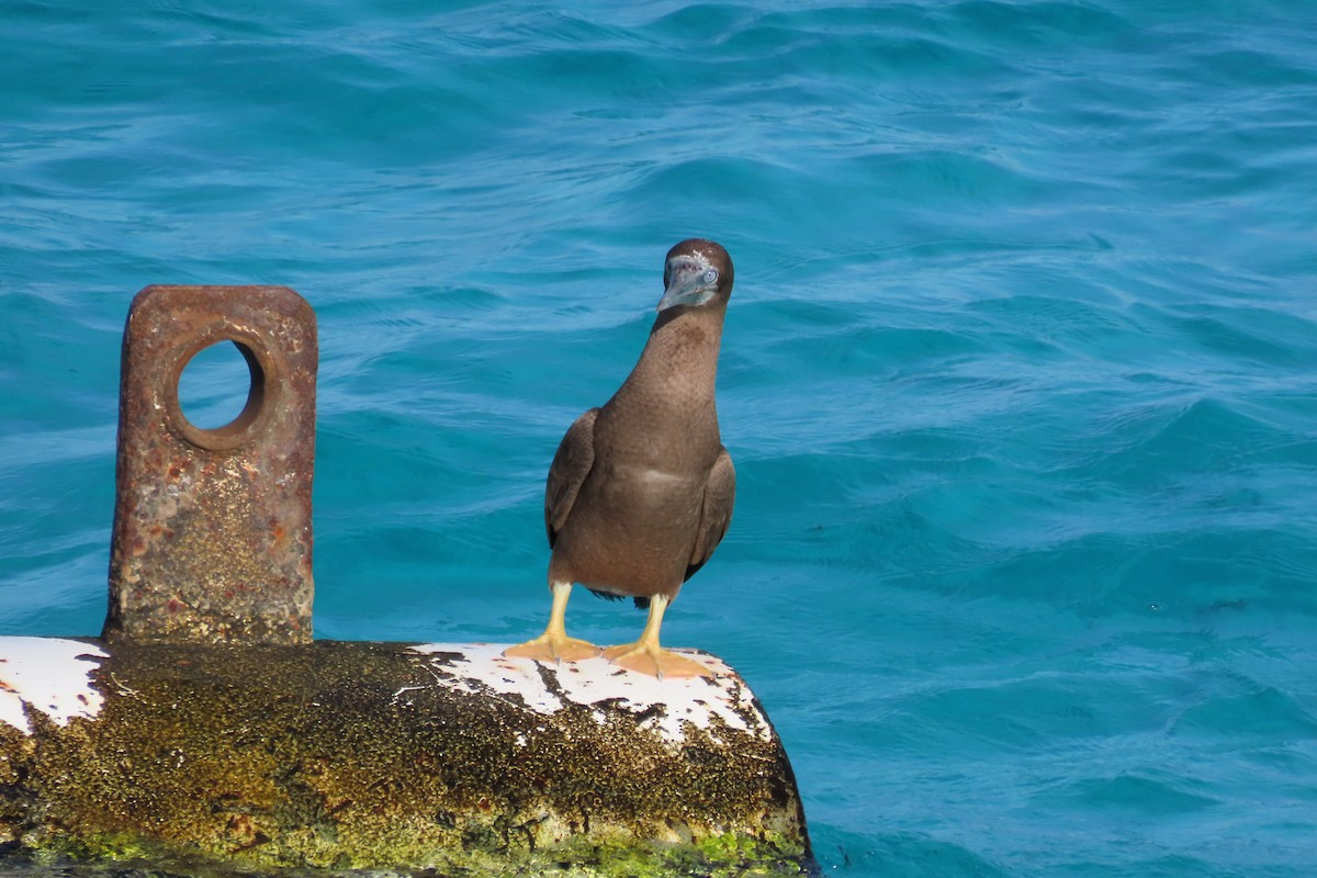 Brown Booby - ML646127546