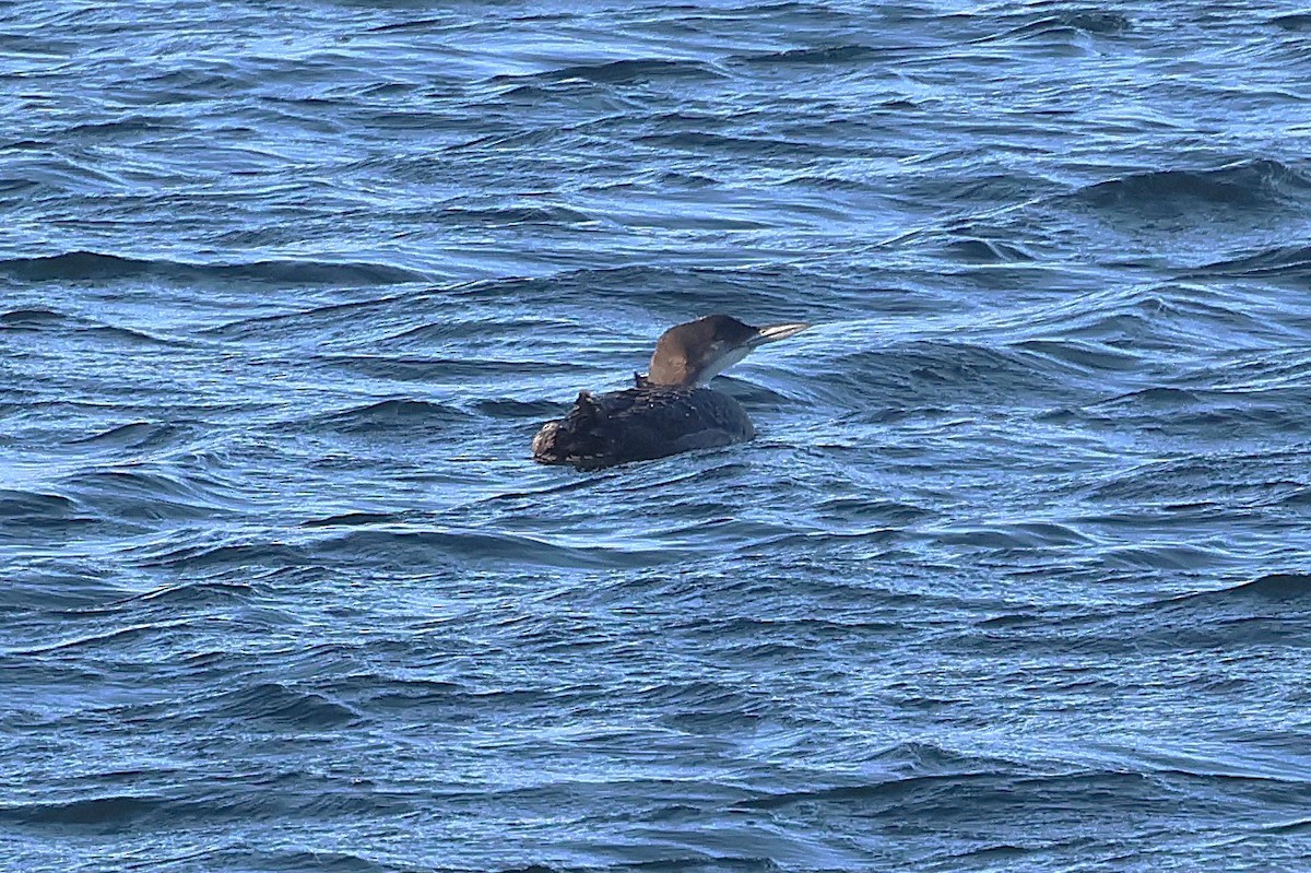 Common Loon - ML646127562